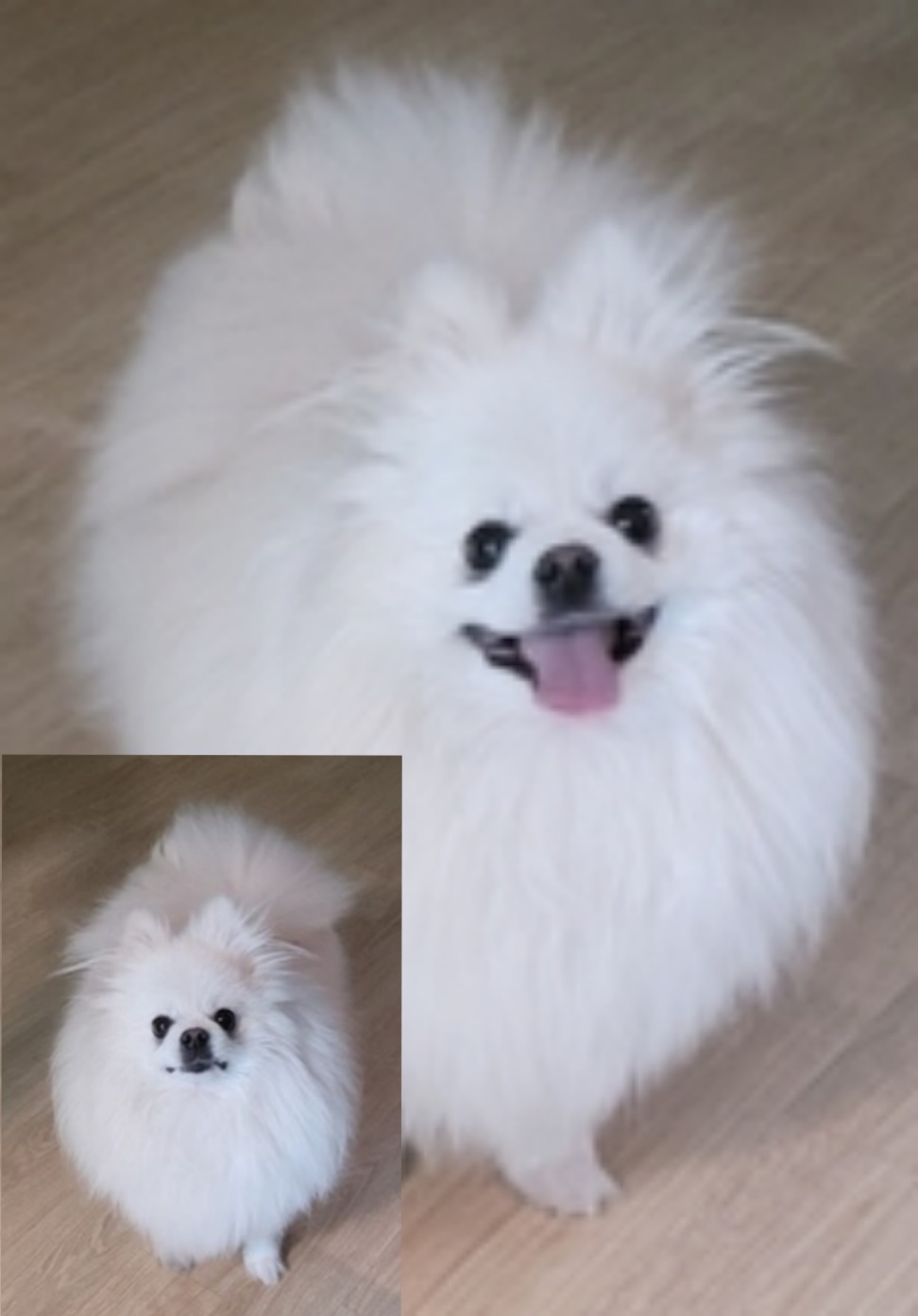평택시유기동물보호소_441391202300706